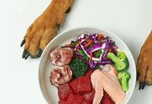 当宠物吃上39.9元的便当：鲜食成新“风口”，已有品牌开启0元加盟-程序员中文网