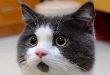 突发警告！AI泡沫，或引发“剧烈的市场回调”-程序员中文网